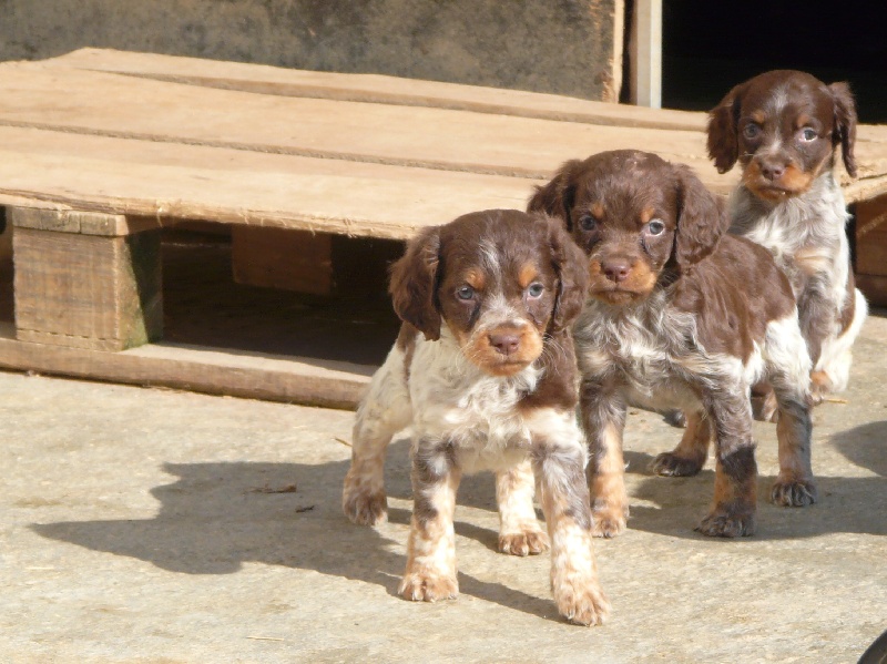 2012 - Superbe Portée de CHIOTS TRICOLORES MARRONS - Portée UNATE